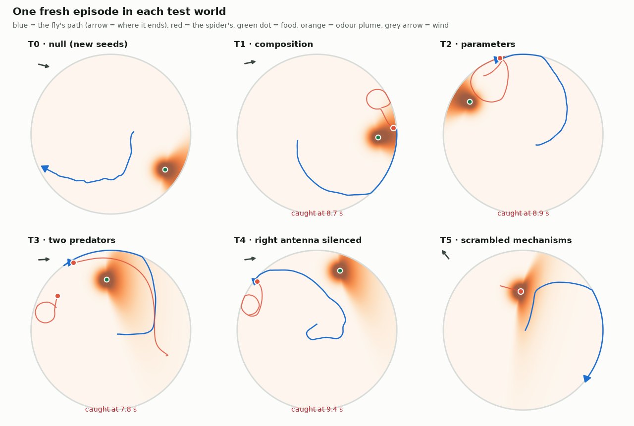 Six dish diagrams, one fresh episode in each test world, showing the fly's path, the spider's path and the plume